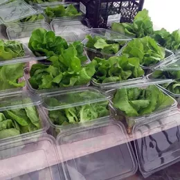 Освештан аквапонијски пластеник на Мркошници