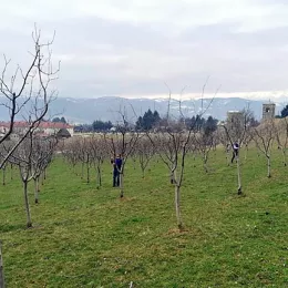 Орезали воће на газдинству манастира Ђурђеви ступови