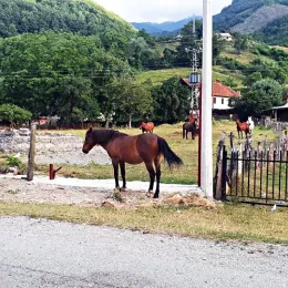 Вандалски чин над светињом Светог Василија Острошког код Гусиња