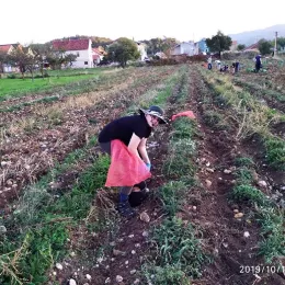 Моба на економији Саборног храма у Никшићу